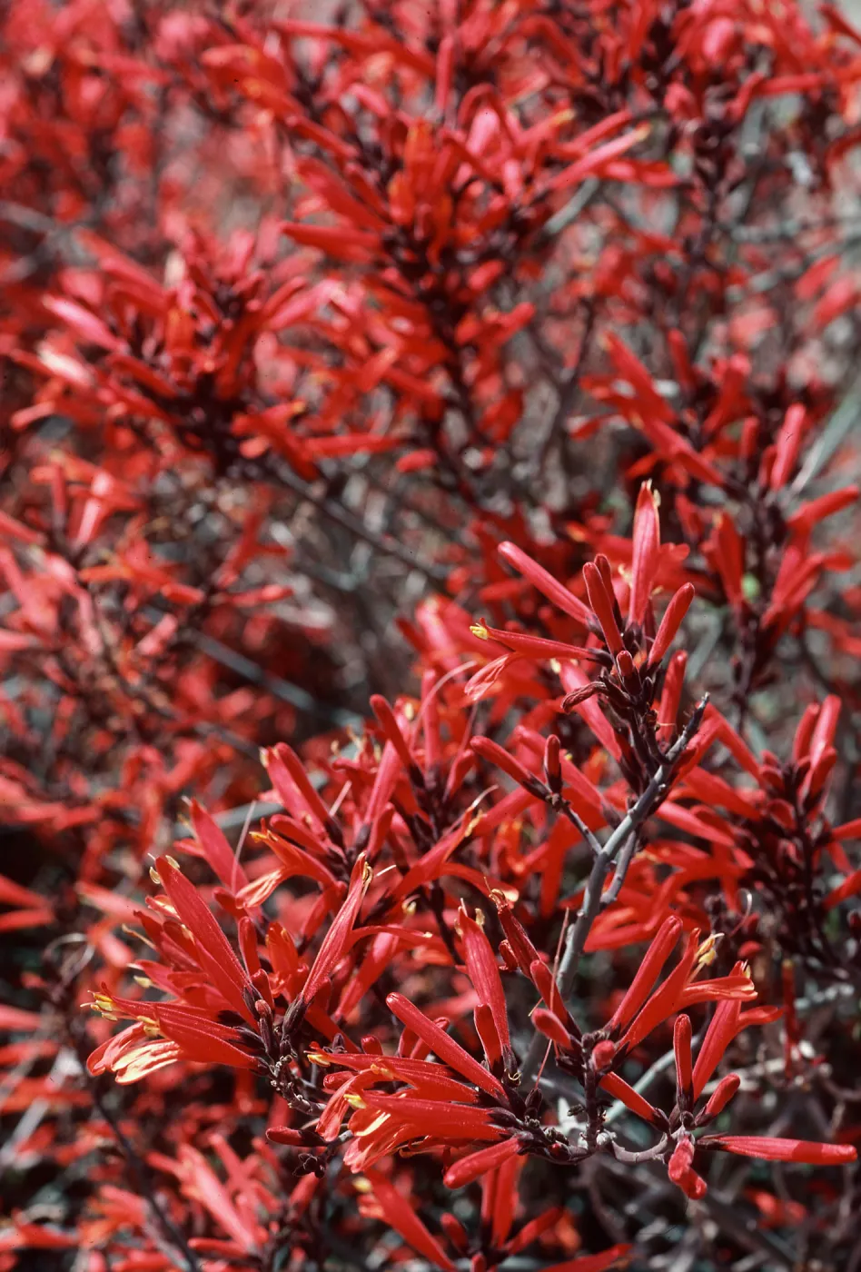 Beloperone, Cottonwood Springs, Joshua Tree, San Bernardino County
