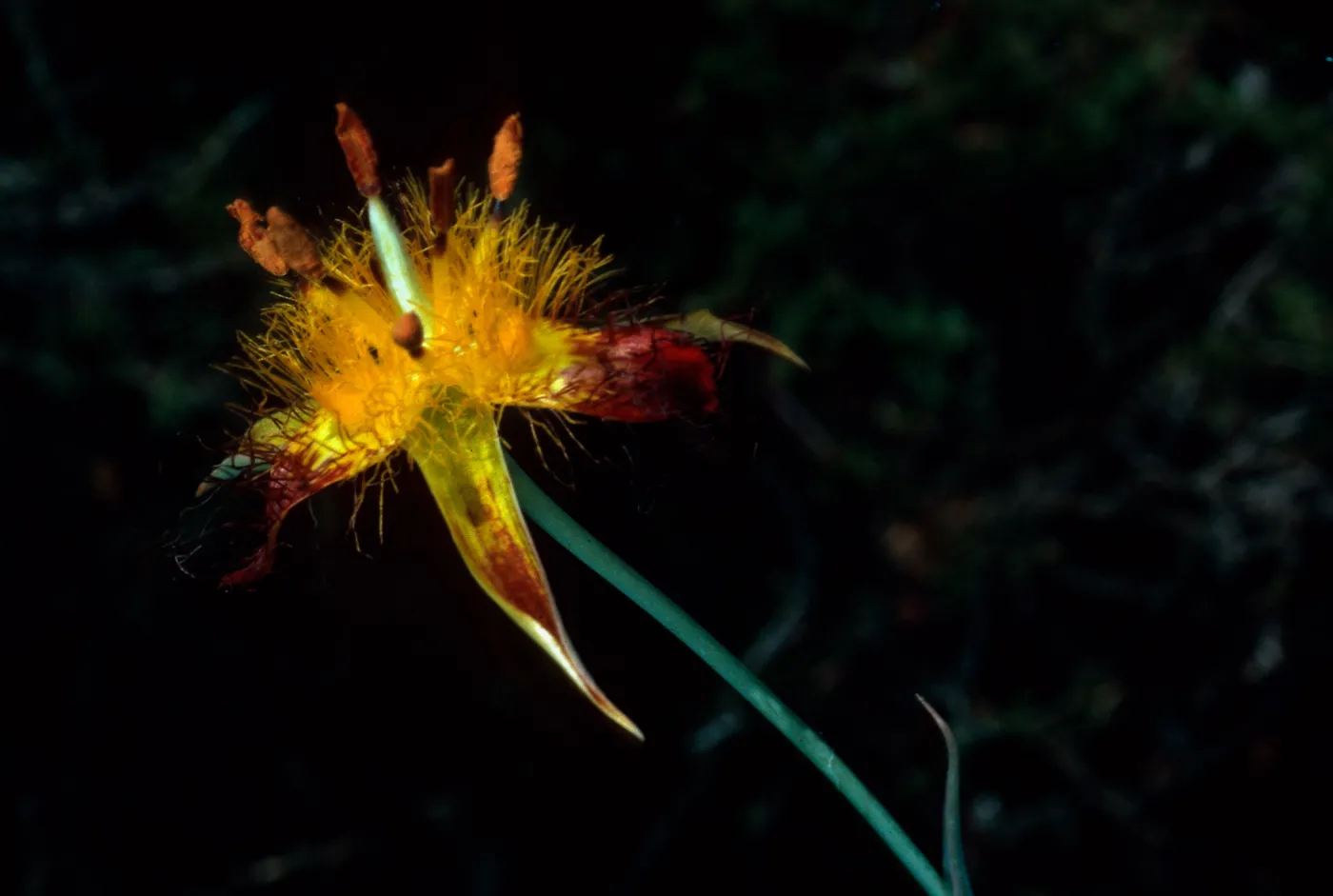 Calochortus obispoensis, Cuesta ridge, bottom area, San Luis Obispo County