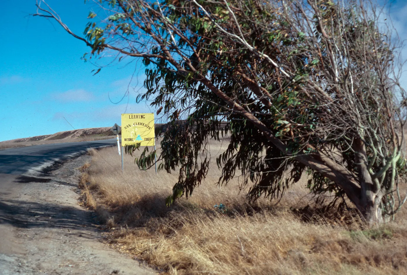 Eucalyptus globulus, San Clemente National Forest, San Clemente Island