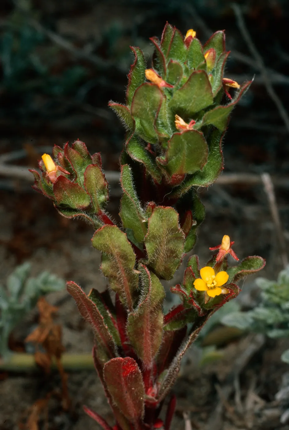 Camissonia guadalupensis, Northwest dunes, San Clemente Island
