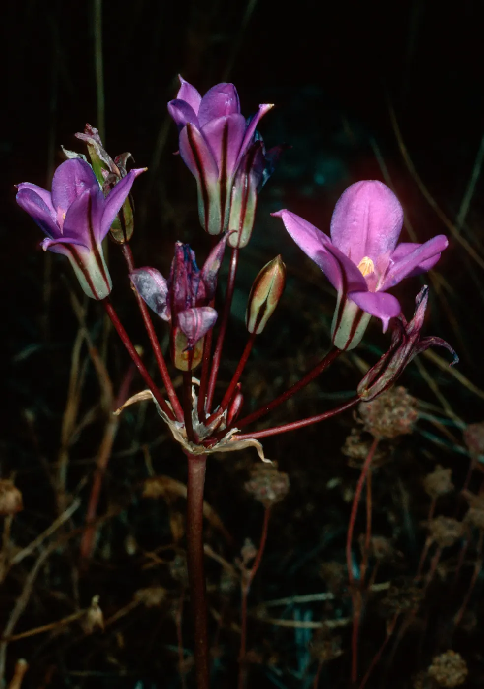 Brodiaea kinkiensis near Δ“Stone“, San Clemente Island