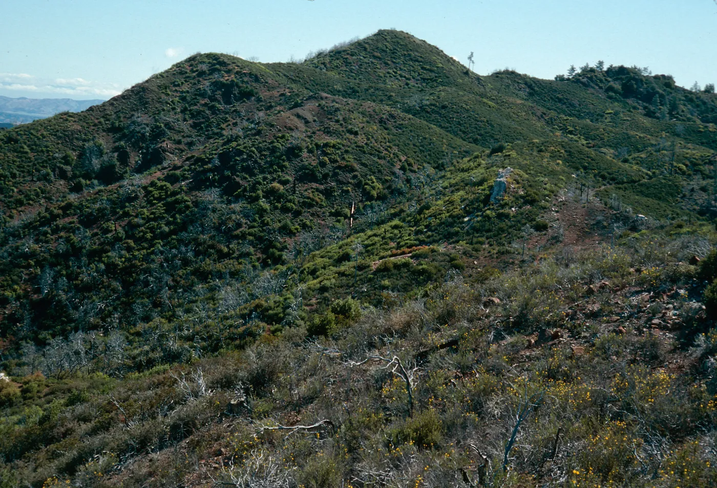 ridgetop, looking West, between Villa & Salmon Creeks, Lions Den, Monterey County