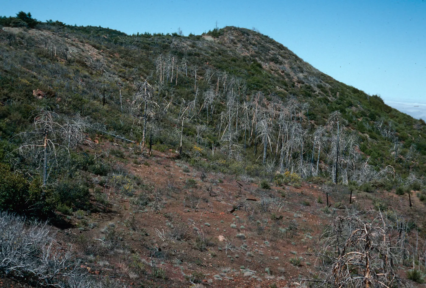 Cupressus sargentii , burned in 1985, N-facing slope, upper Villa Creek, Lions Den, Monterey County