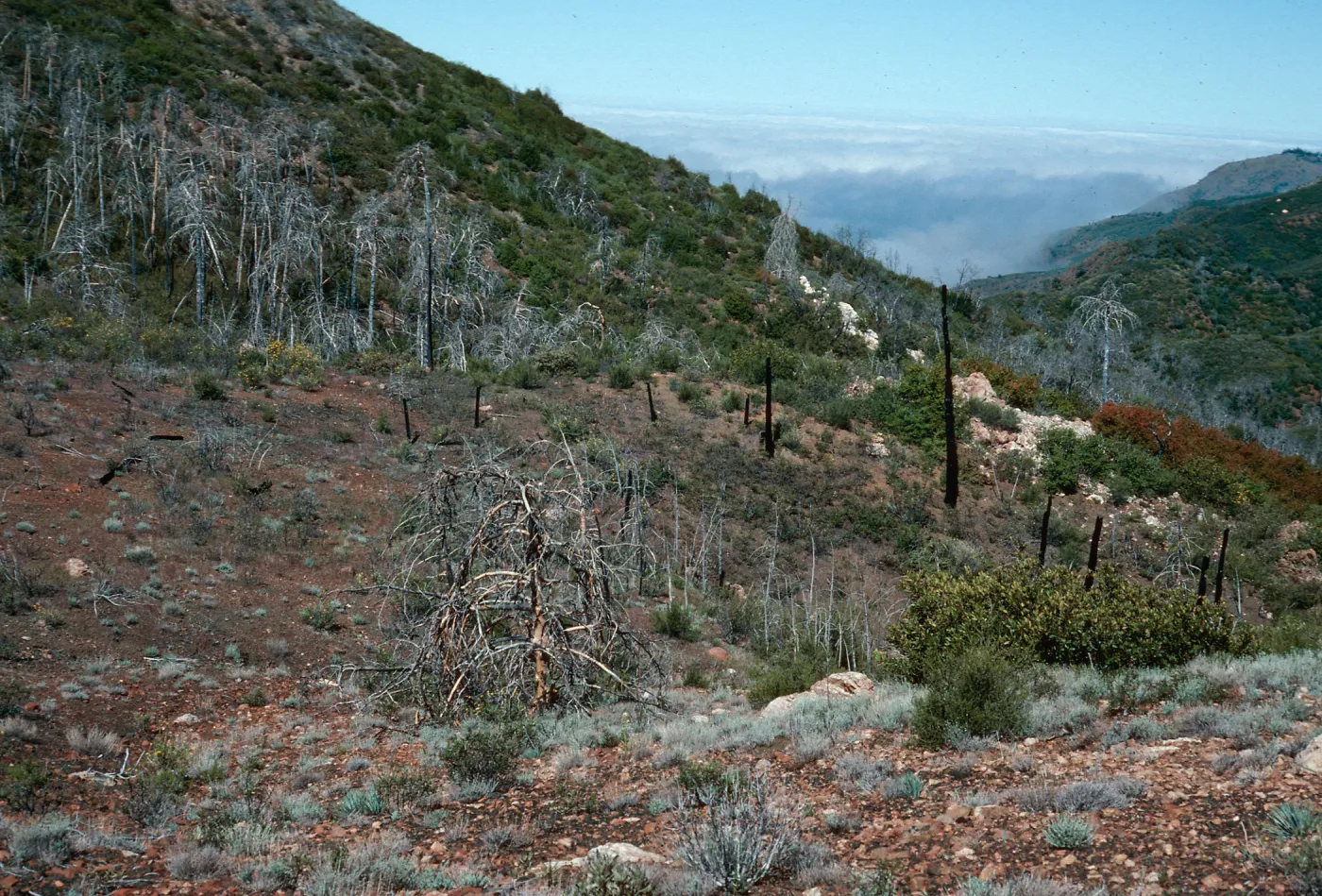 Cupressus sargentii , burned in 1985, N-facing slope, upper Villa Creek, Lions Den, Monterey County