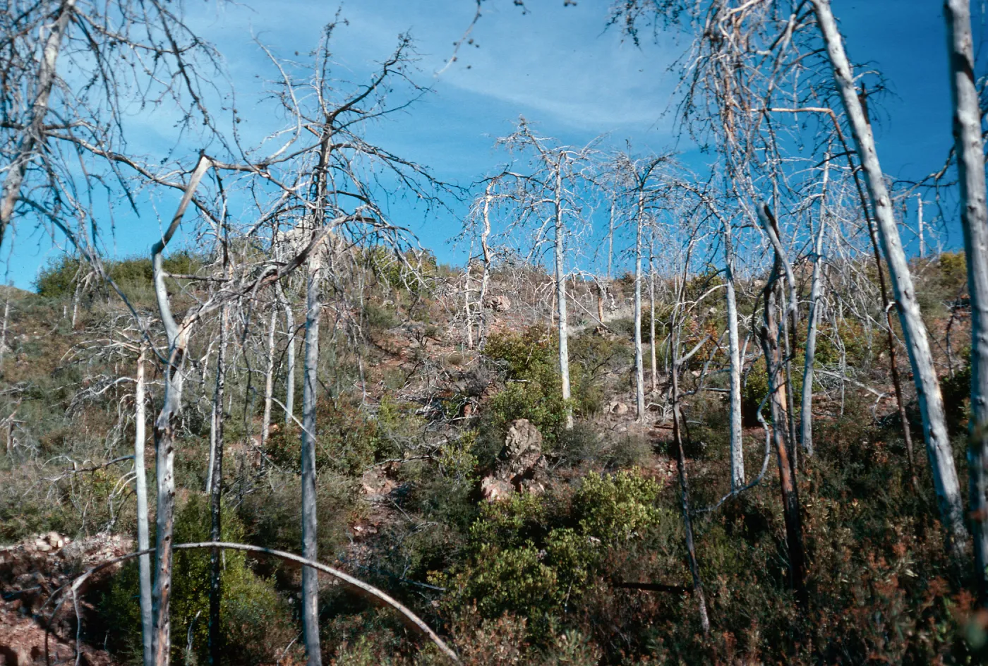 burned Cupressus sargentii, N-facing slope, upper Villa Creek, Lions Den, Monterey County