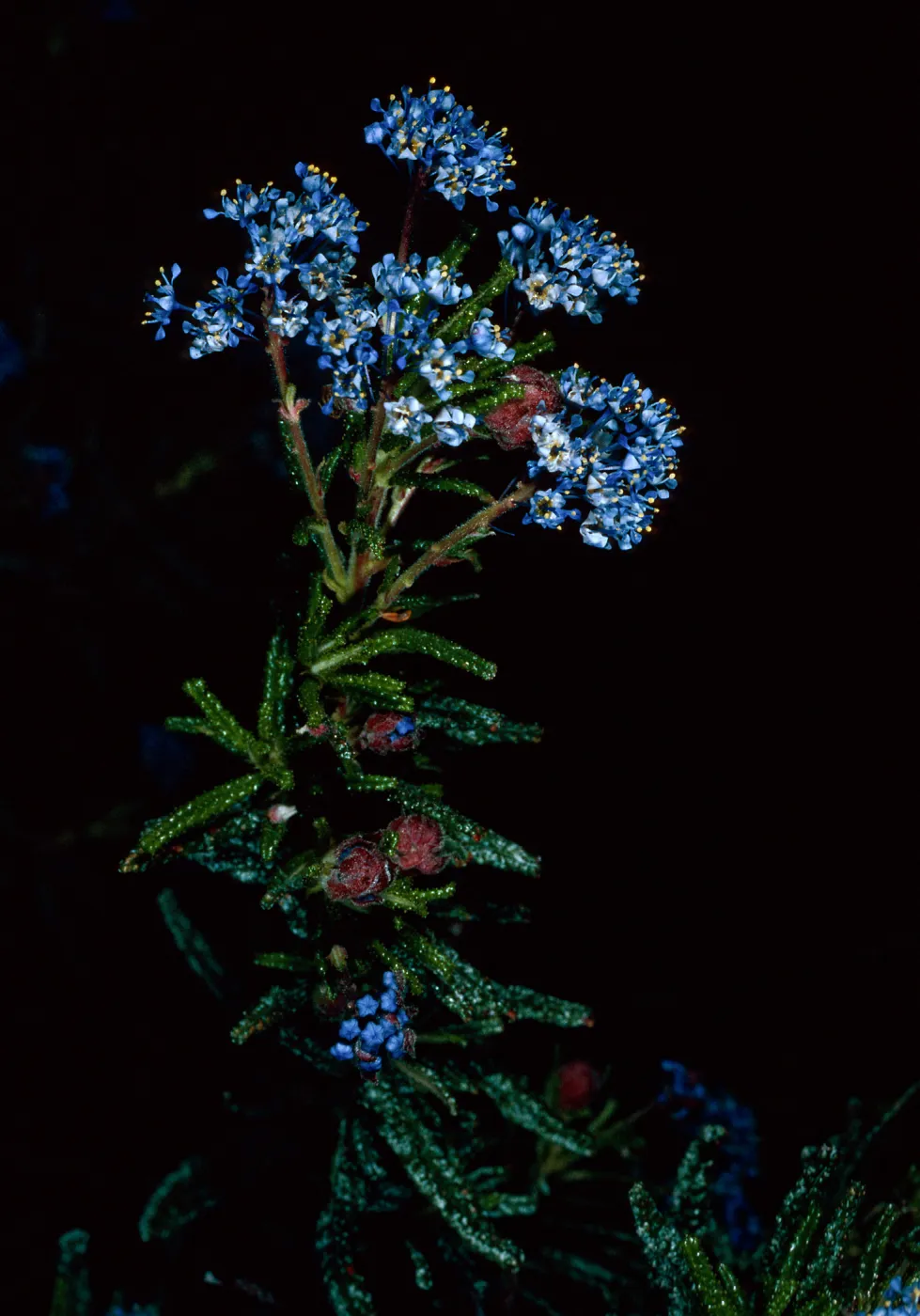 Ceanothus papillosus, Lions Den, Big Sur, Monterey County