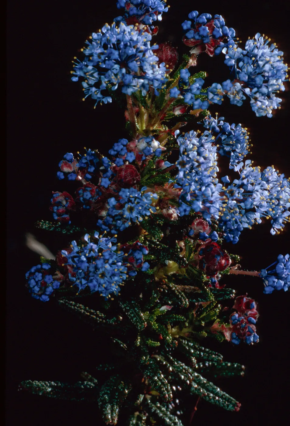 Ceanothus papillosus, Lions Den, Big Sur, Monterey County