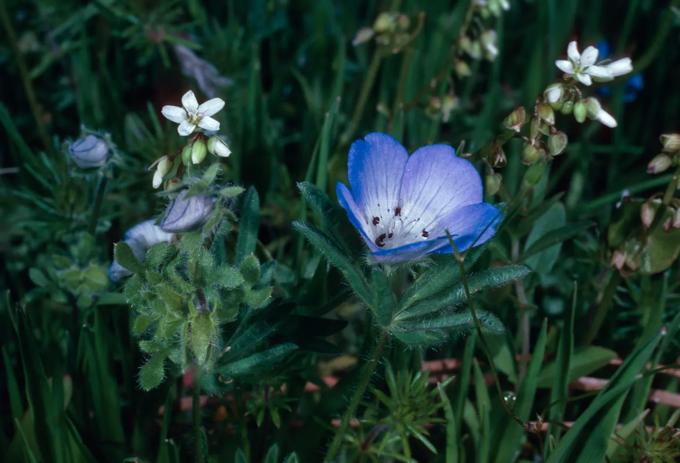 Nemophila, Catway Road, Santa Barbara County