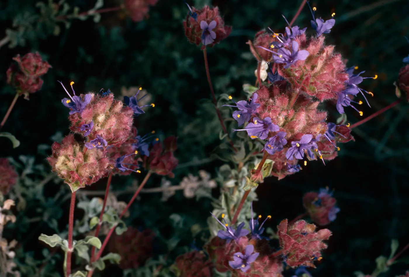 Salvia (Sage) dorrii, Granite Pass, Providence Mountains, San Bernardino Mountains SJ#1143