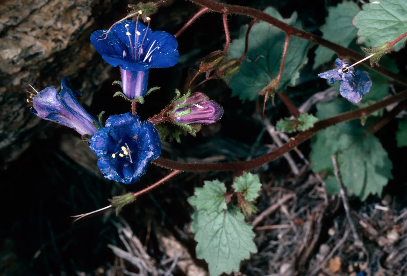 Phacelia, Providence Mountains, Mojave National Preserve, San Bernardino County