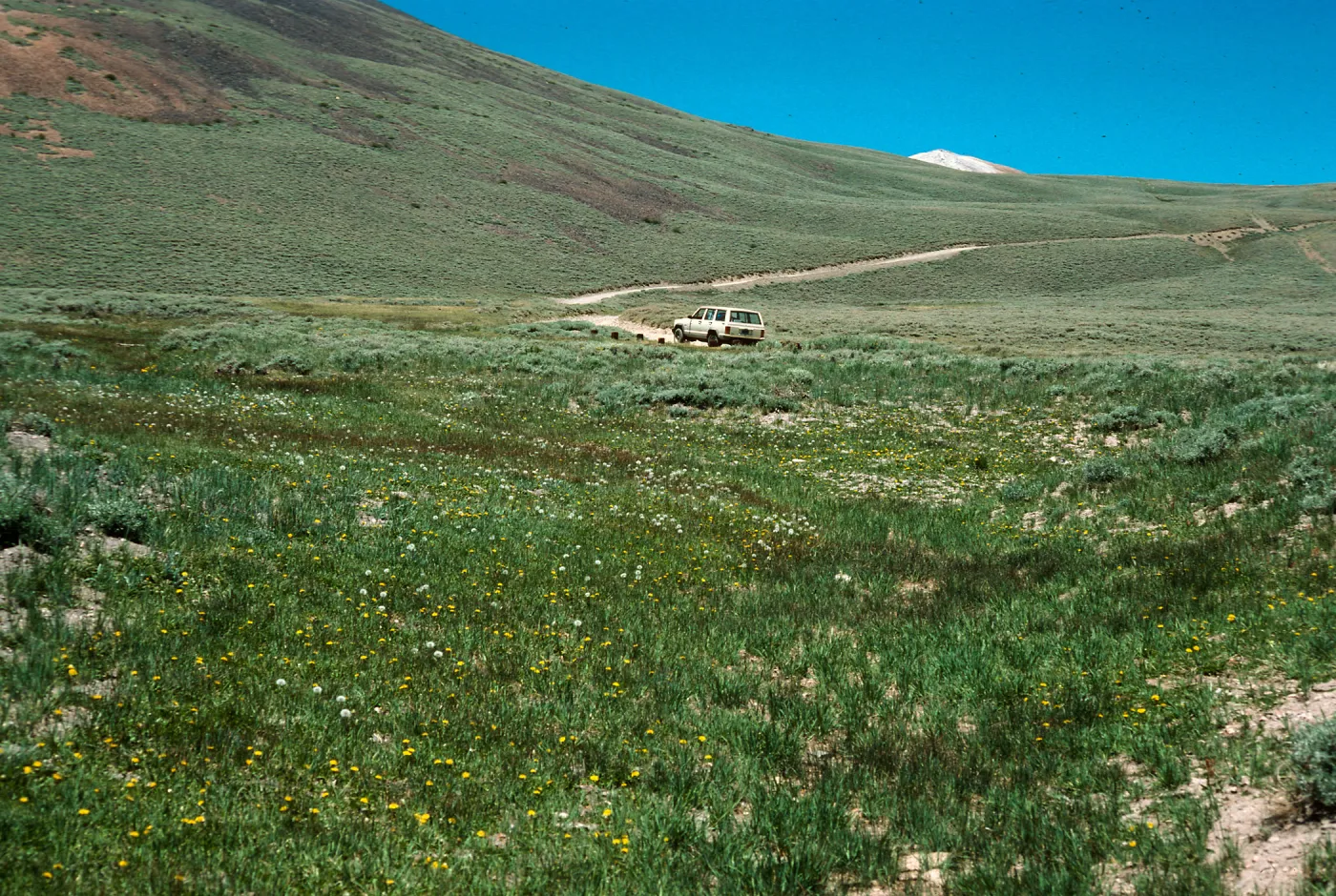 Campito Meadow, White Mountains, Inyo county