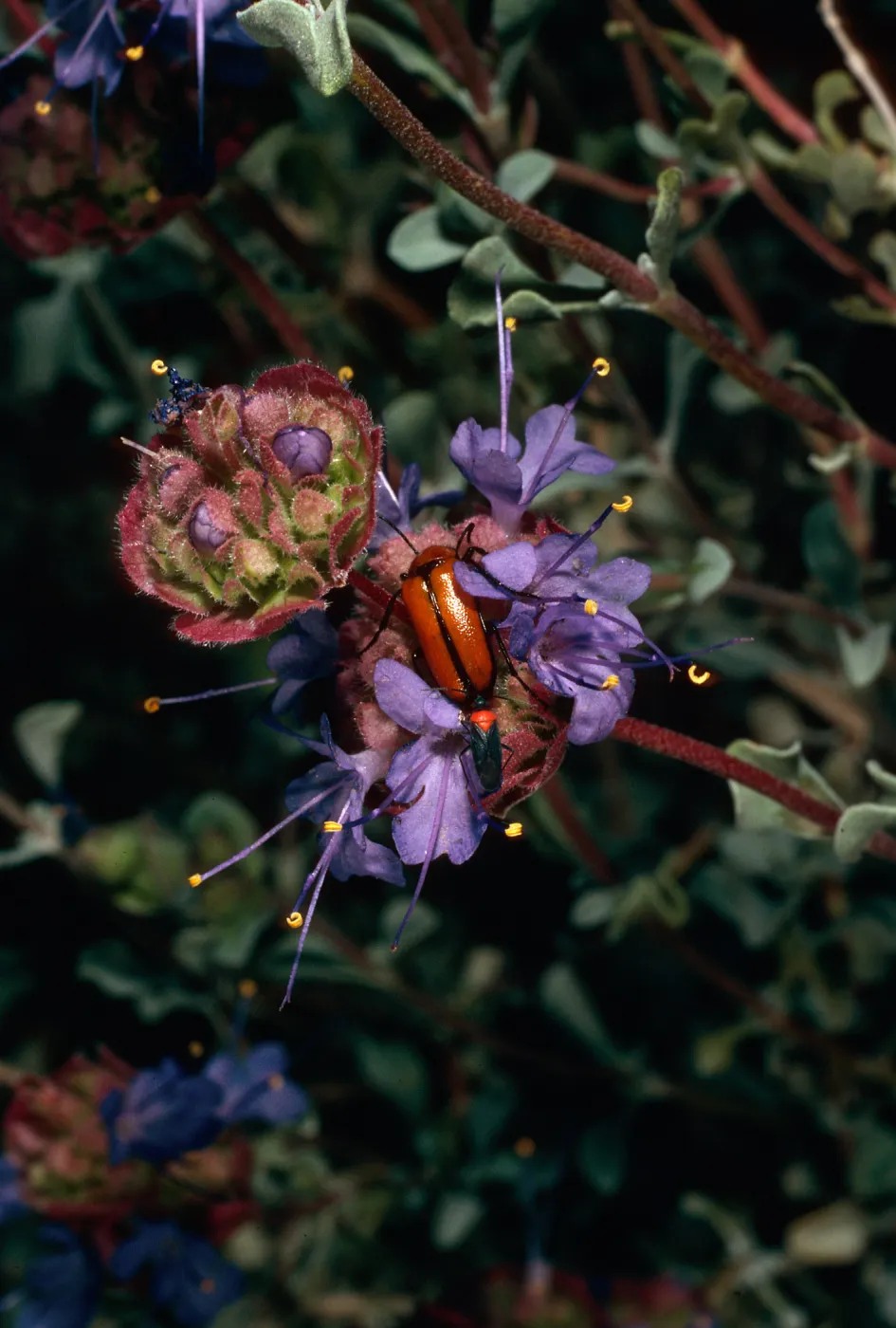 beetles on Salvia (Sage) dorrii ssp. gilmanii, road to Wildrose Charcoal KIlns, Death Valley National Park, Mojave Desert, Inyo County