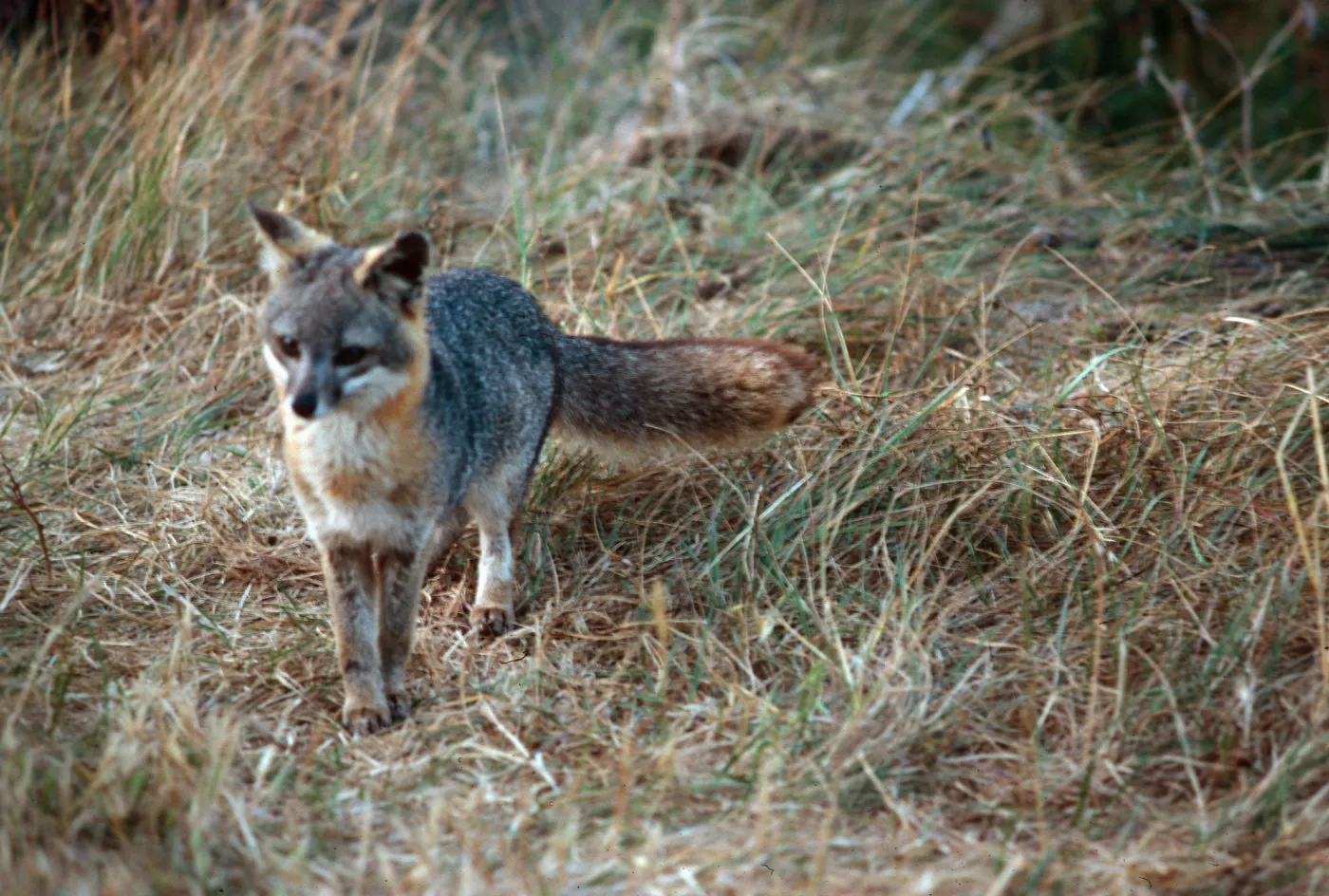 fox, ranger station Cañada Del Mar, San Miguel Island