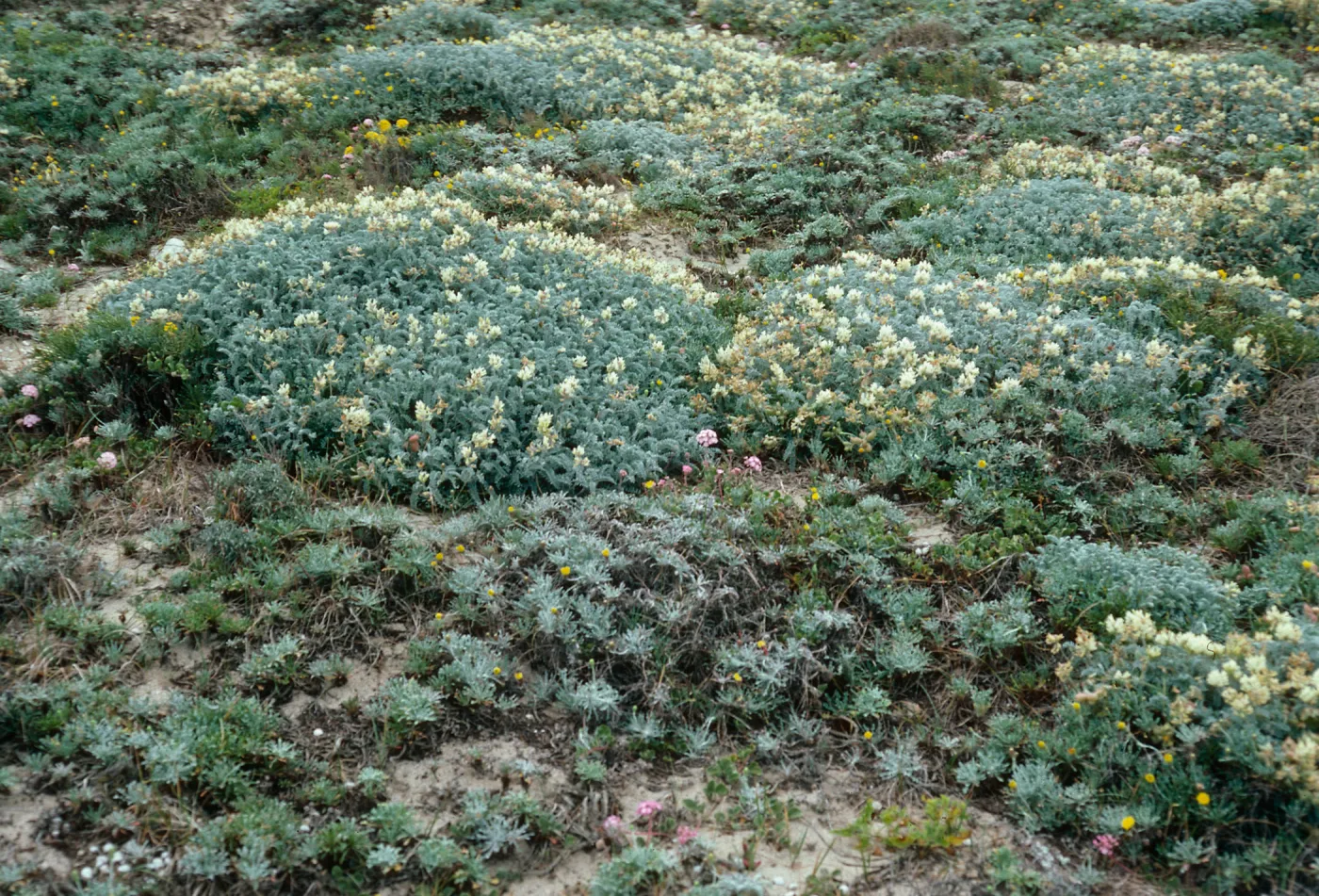 Astragalus miguelensis, West end of Cuyler Harbor, San Miguel Island
