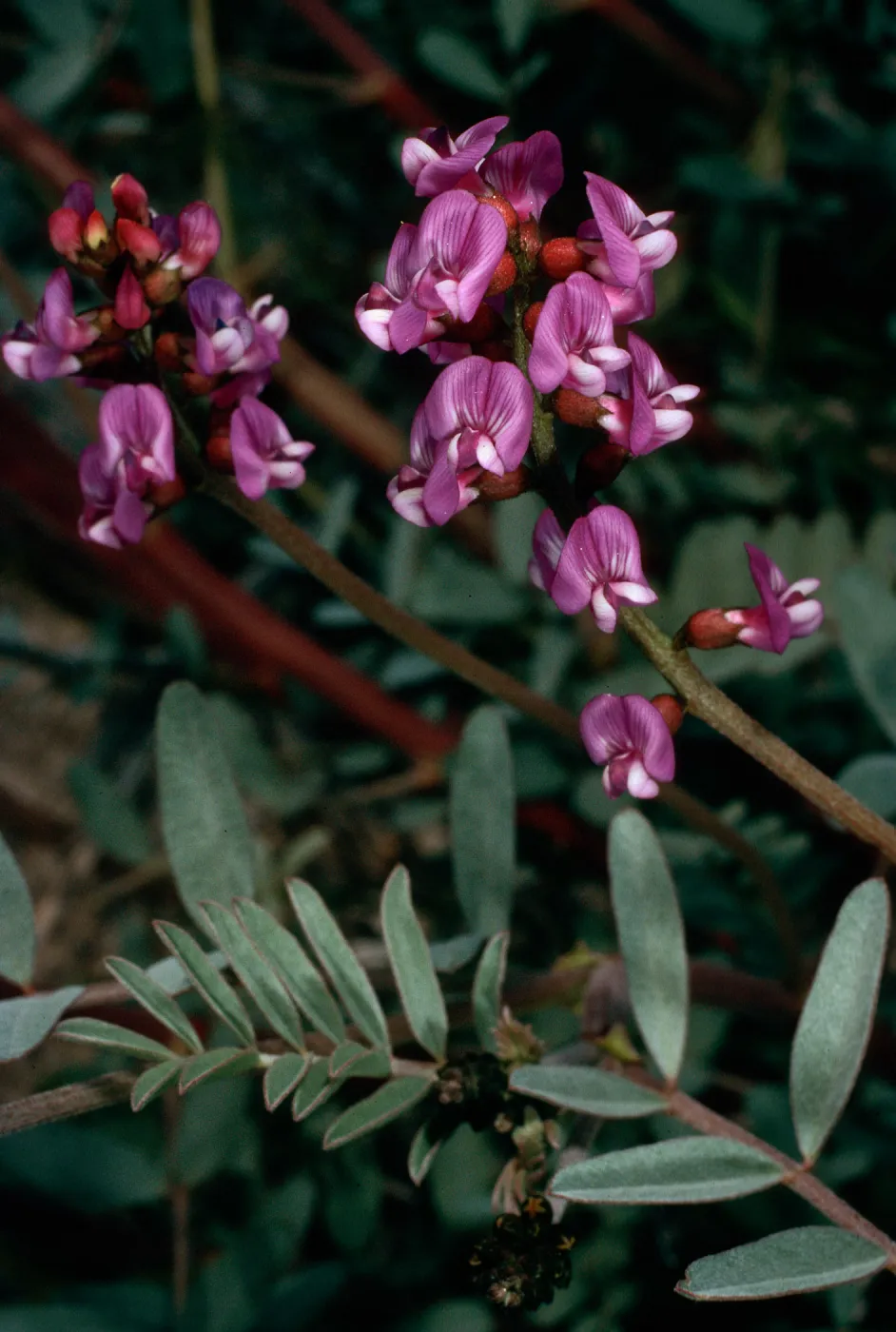 Astragalus, Blair Valley, Anza-Borrego State Park, San Diego County