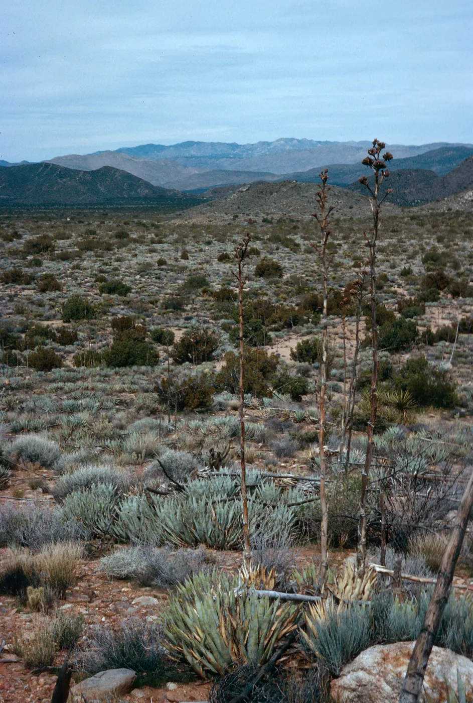 trail to Ghost Mountain, Blair Valley, Anza-Borrego State Park, San Diego County