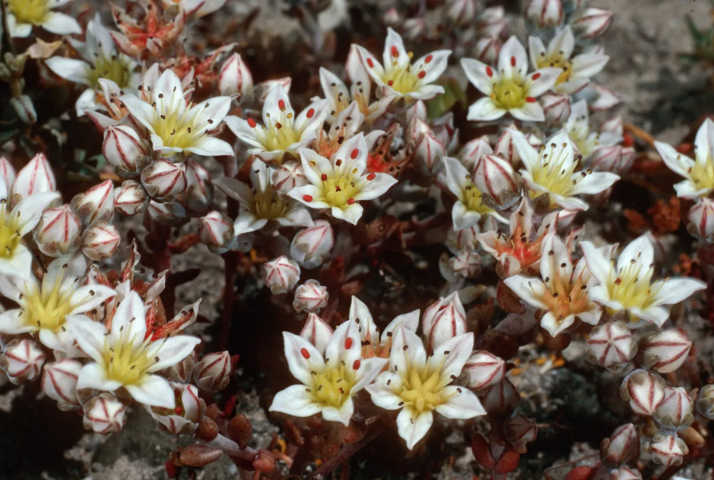 Dudleya blochmaniae insularis, Santa Rosa Island