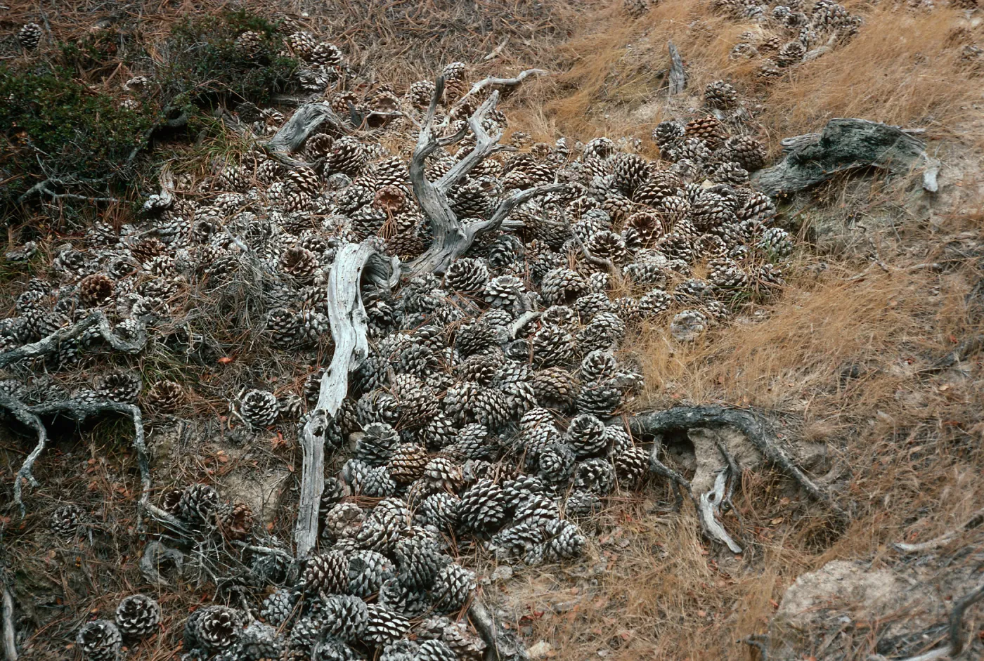 Torrey Pine cones, Santa Rosa Island