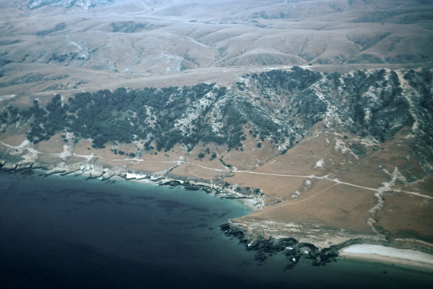 Torrey Pines, Santa Rosa Island