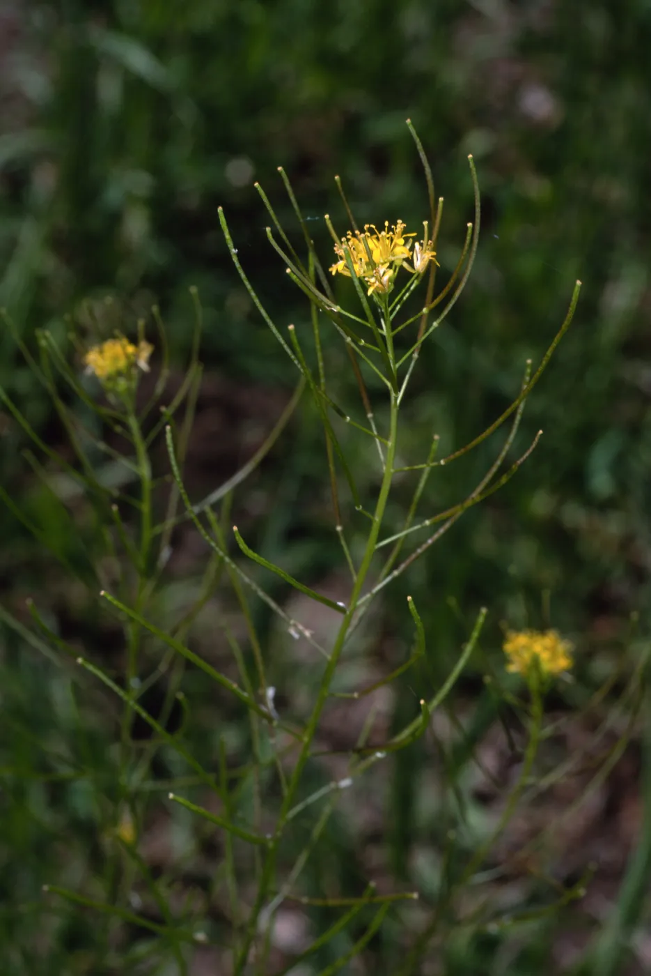 Sisymbrium irio, Santa Barbara Botanic Garden
