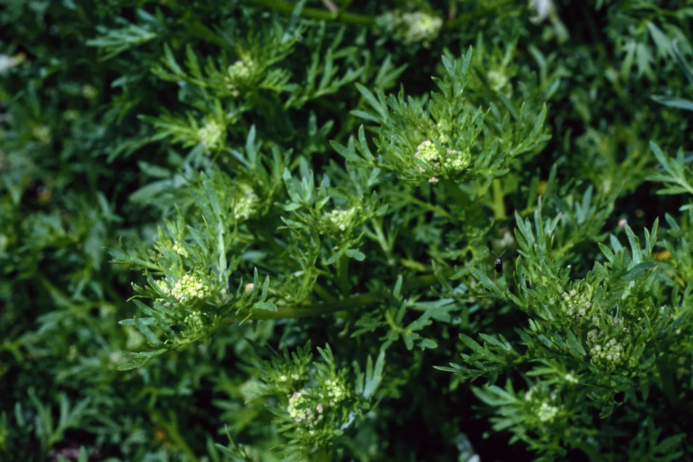 Coronopus didymus, Santa Barbara Botanic Garden