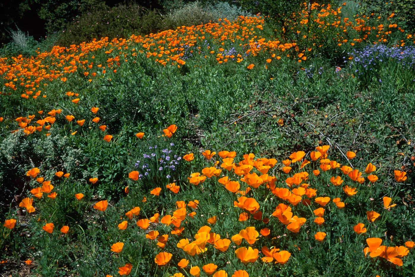 Eschscholzia californica, Santa Barbara Botanic Garden
