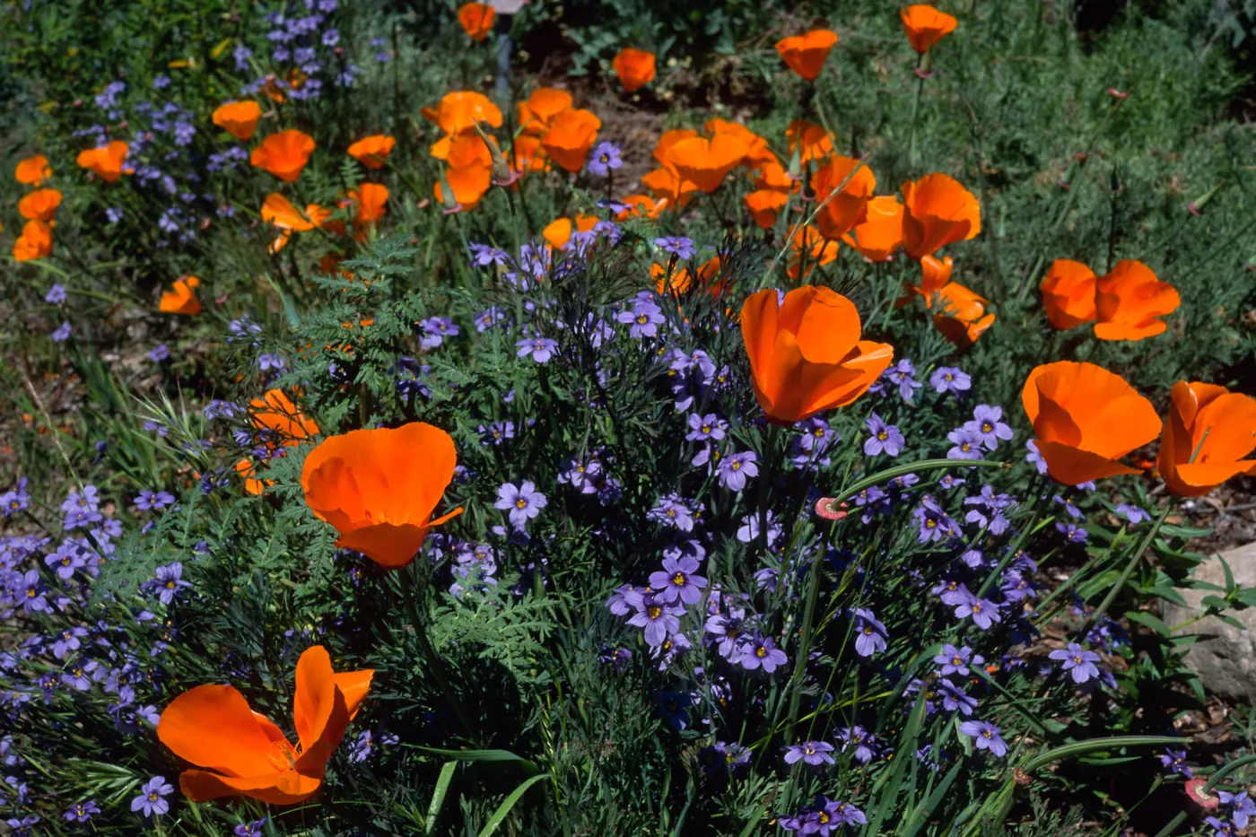 Escscholzia californica, Sisyrinchium bellum, Santa Barbara Boranic Garden