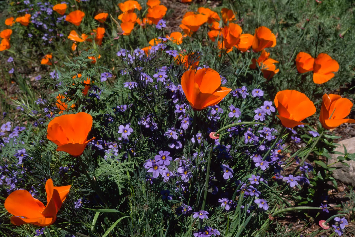 Escscholzia californica, Santa Barbara Boranic Garden