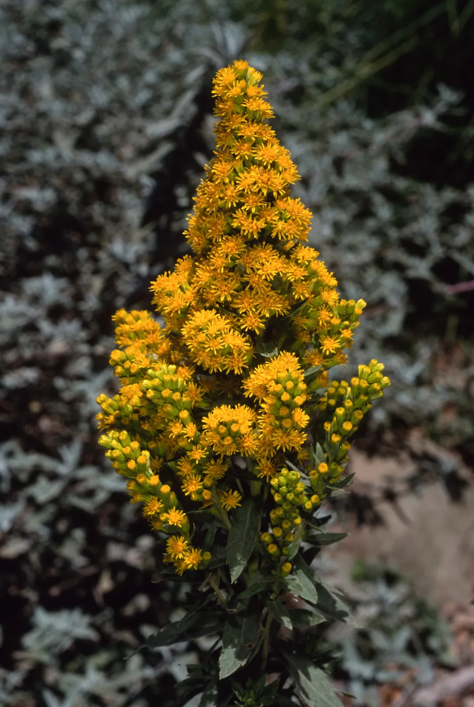 Solidago californica, Santa Barbara Botanic Garden