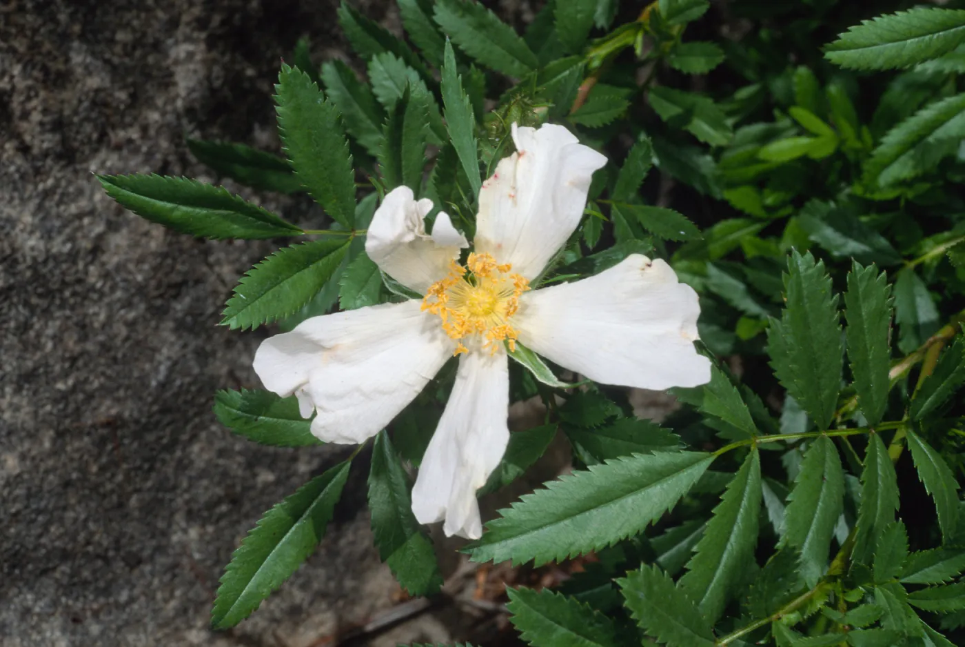 Santa Barbara Botanic Garden
