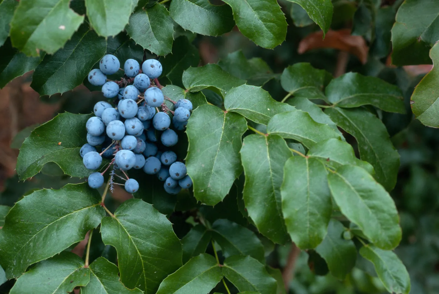 Mahonia pinnata insularis (=Berberis), Arroyo Section, Santa Barbara Botanic Garden