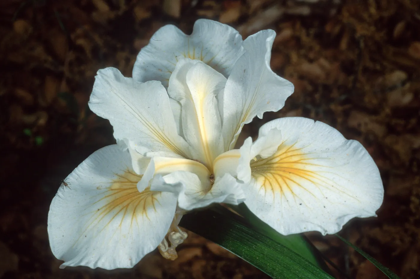Iris Canyon Snow, Santa Barbara Botanic Garden