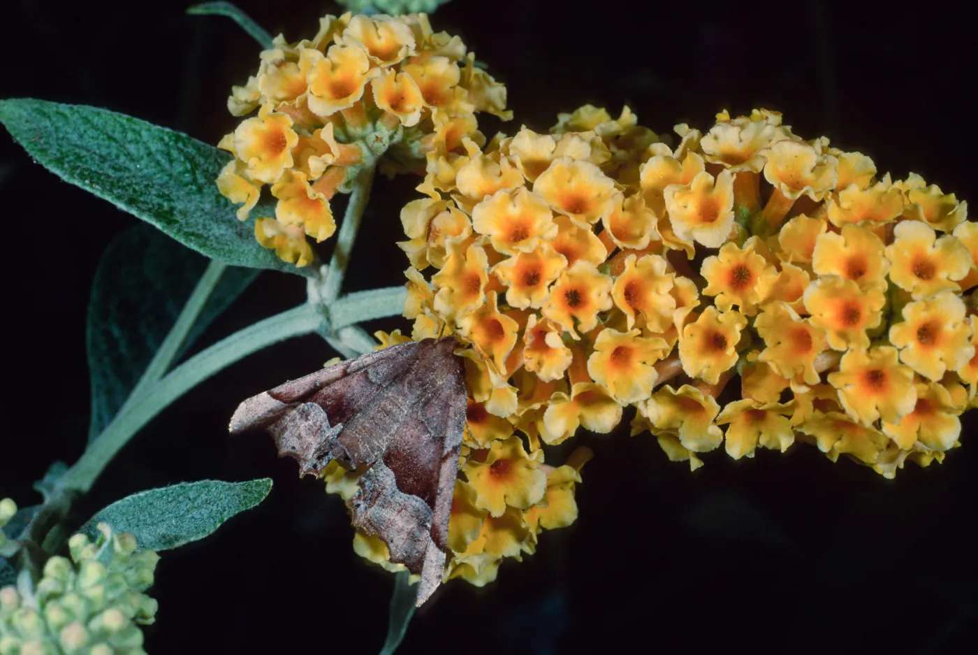 Buddleia ‘Sunset Gold’ & moth, Santa Barbara Botanic Garden