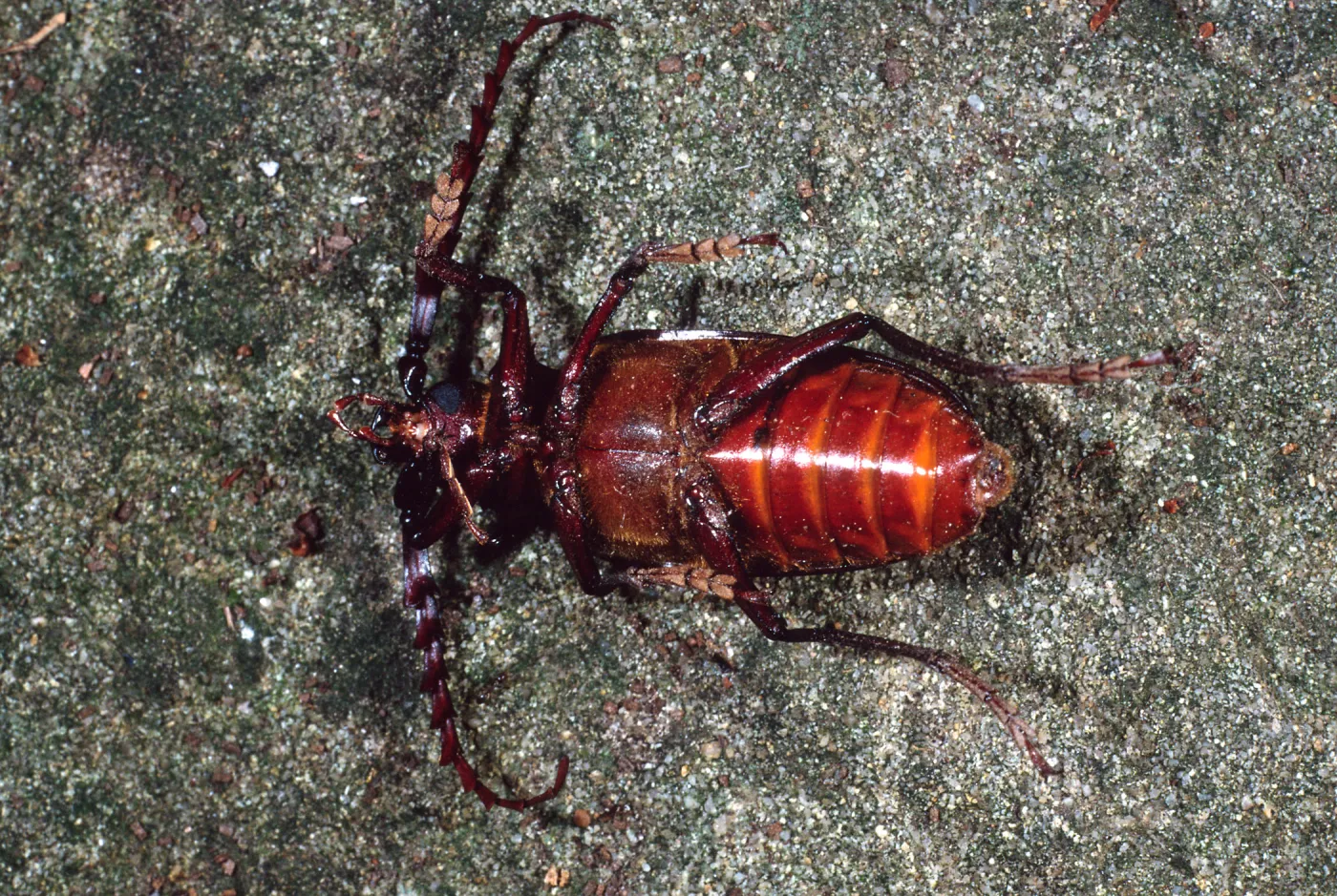 Long-Horned Beetle