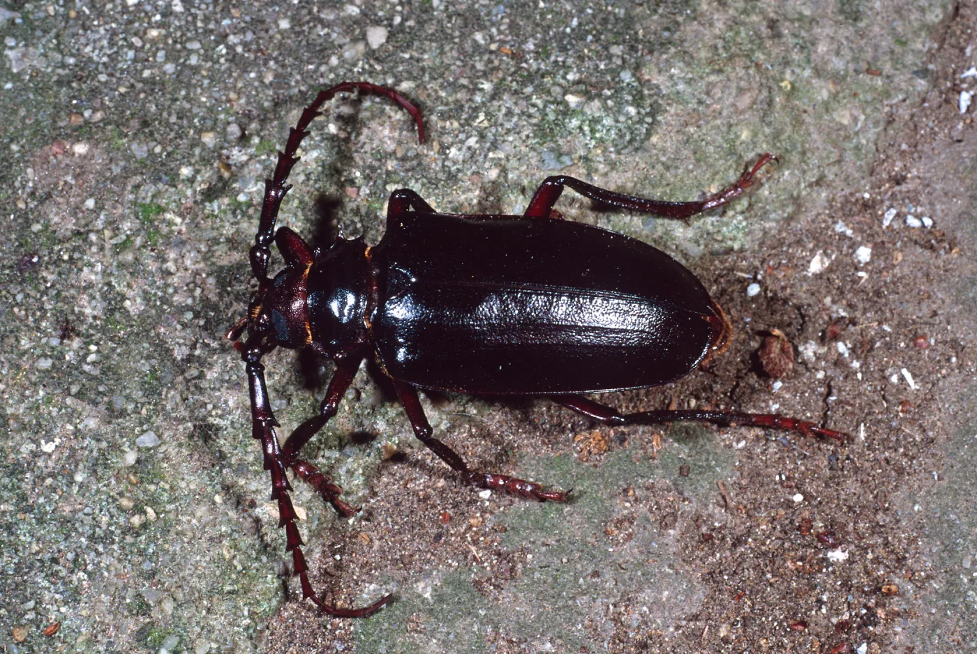 Long-Horned Beetle