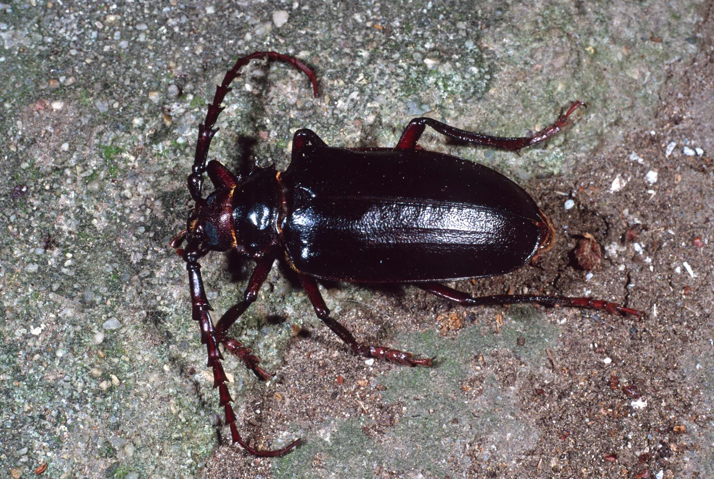 Long-Horned Beetle