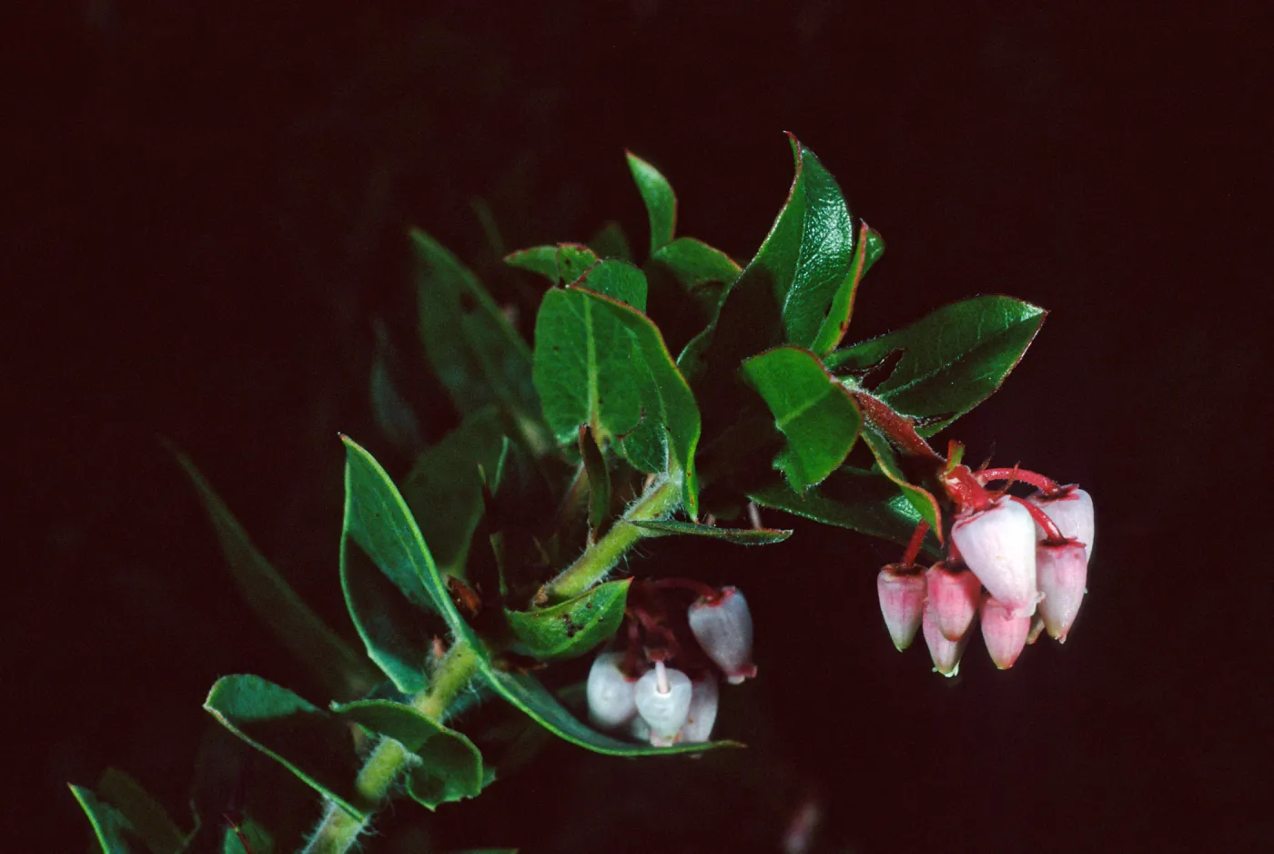 Arctostaphylos hearstiiorum, Santa Barbara Botanic Garden
