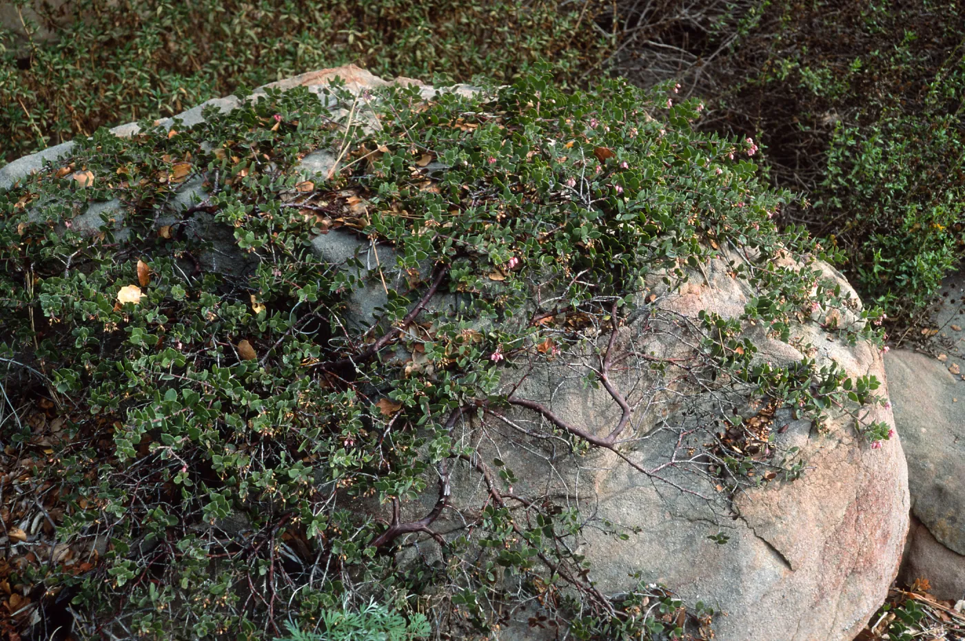 Arctostaphylos cv. hearstiiorum, Santa Barbara Botanic Garden