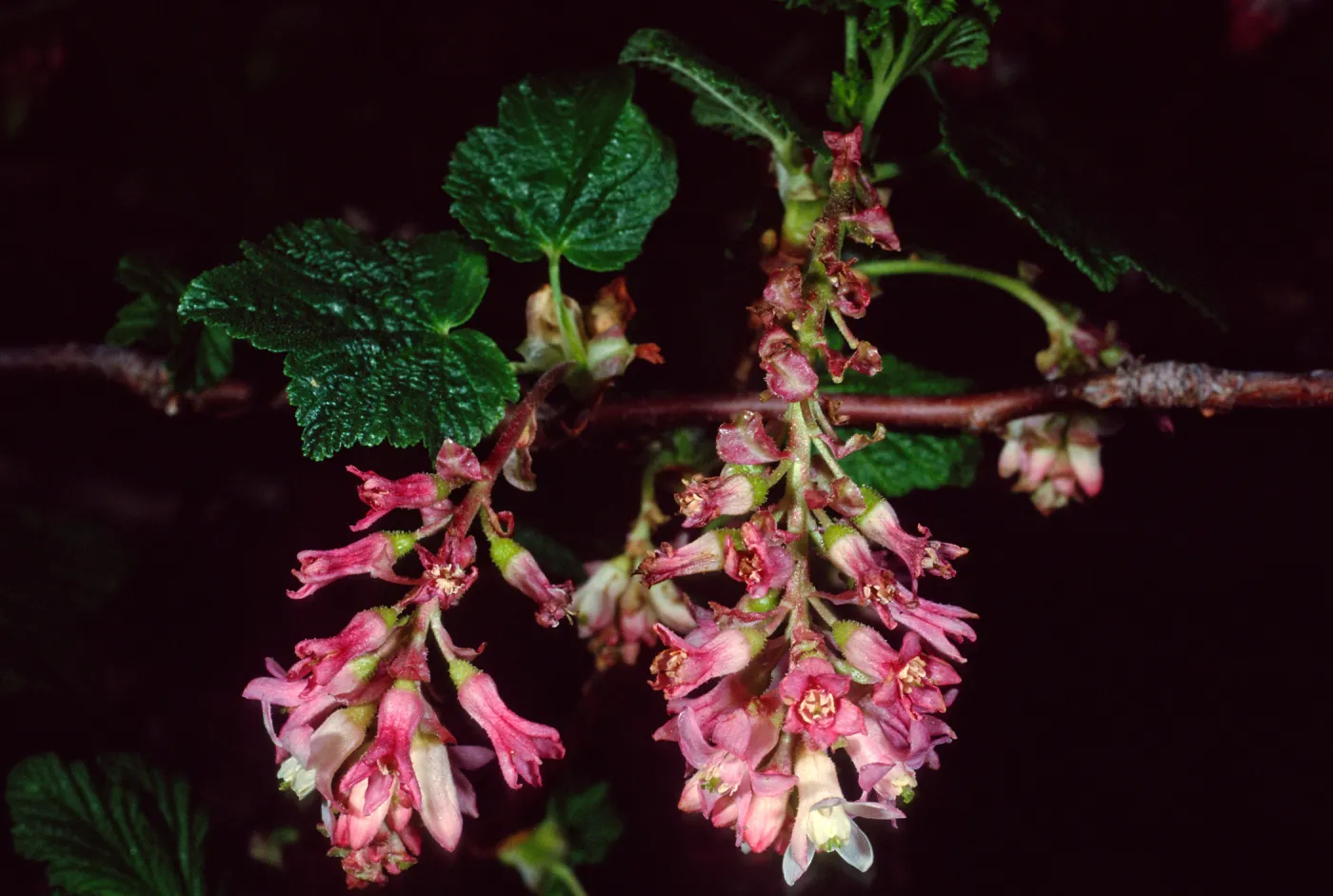 Ribes malvaceum, Santa Barbara Botanic Garden