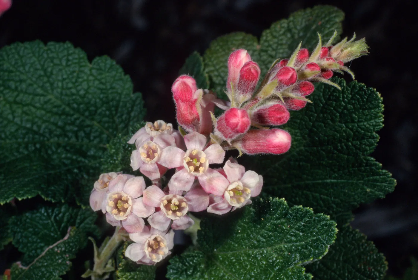 Ribes malvaceum, meadow, Santa Barbara Botanic Garden