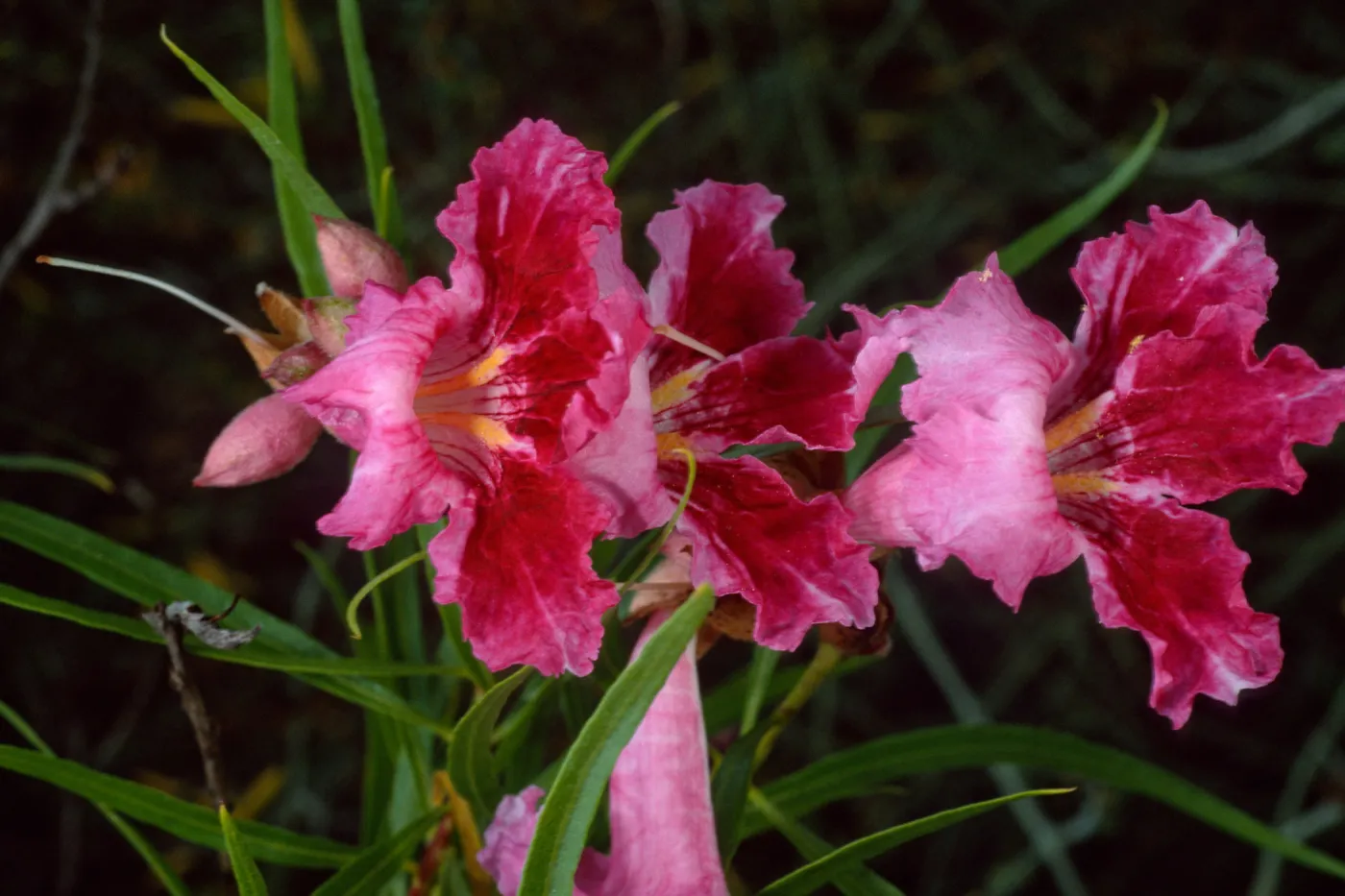 Chilopis linearis, Desert Section, Santa Barbara Botanic Garden