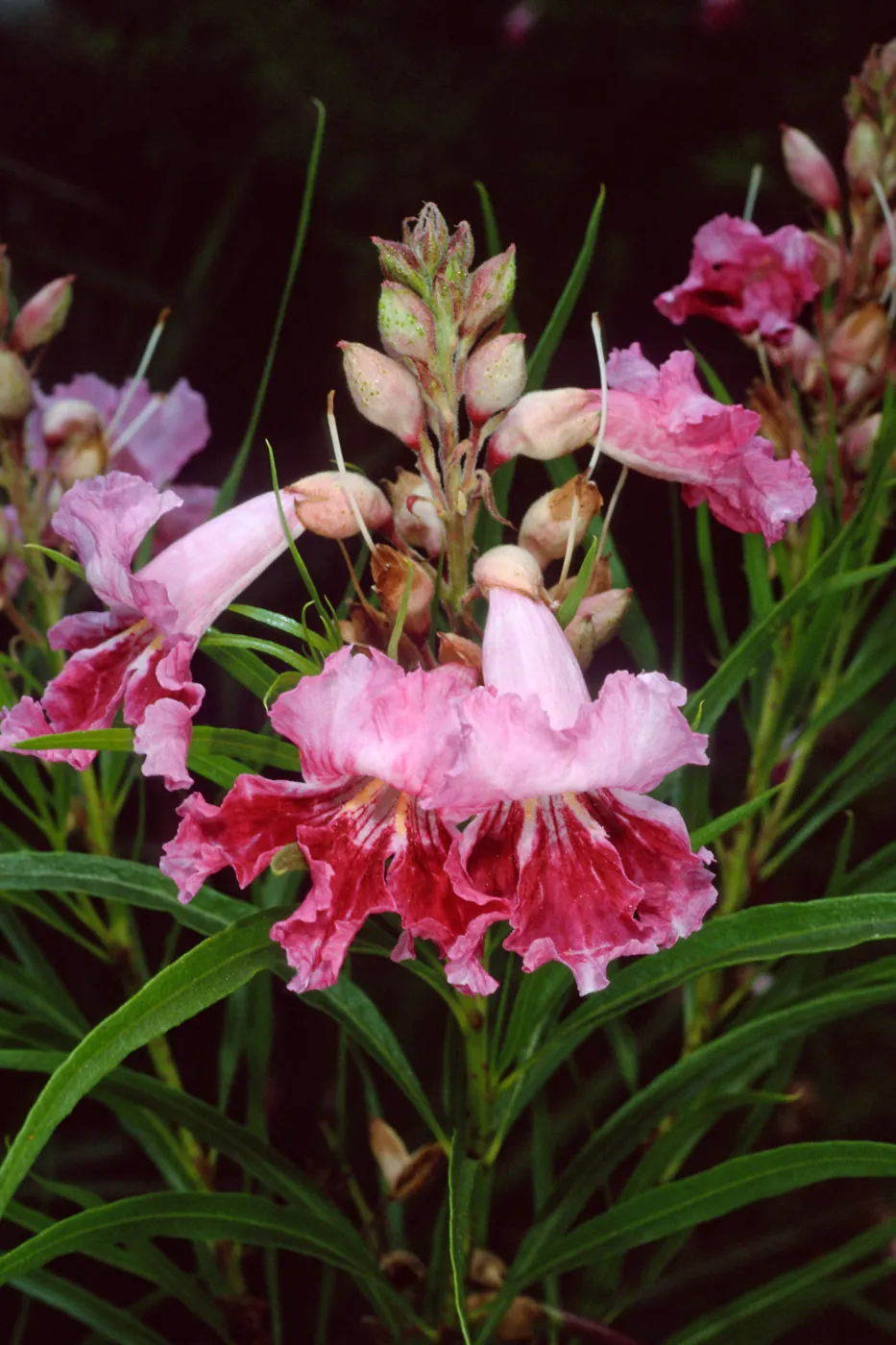 Chilopis linearis, Desert Section, Santa Barbara Botanic Garden