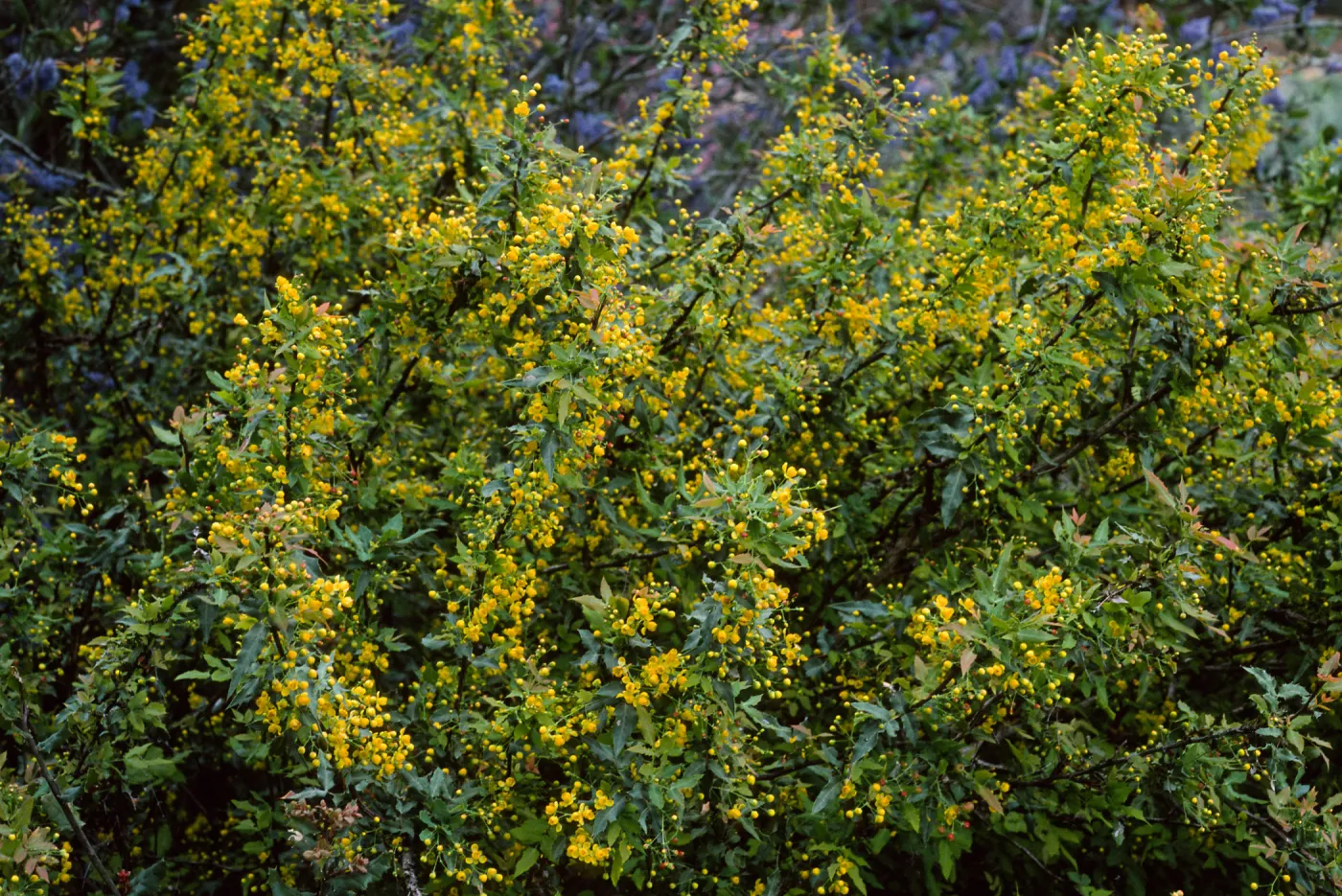 Berberis nevinii, Northwest end of meadow, Santa Barbara Botanic Garden