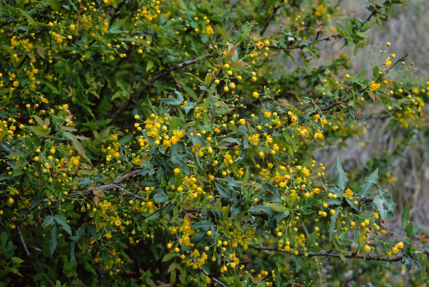 Berberis nevinii, Northwest end of meadow, Santa Barbara Botanic Garden