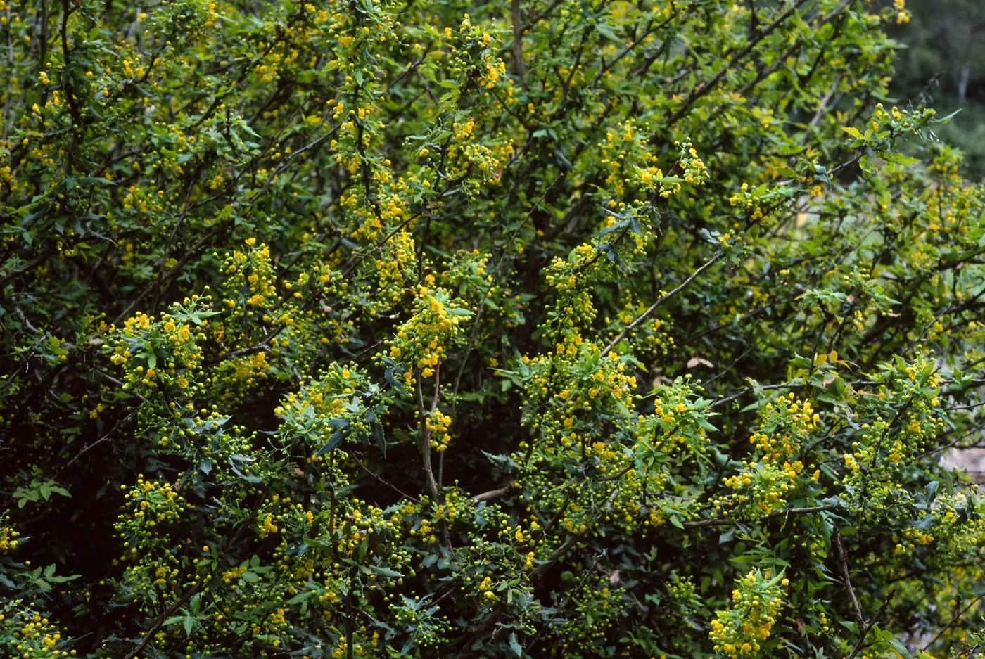 Berberis nevinii, Northwest end of meadow, Santa Barbara Botanic Garden