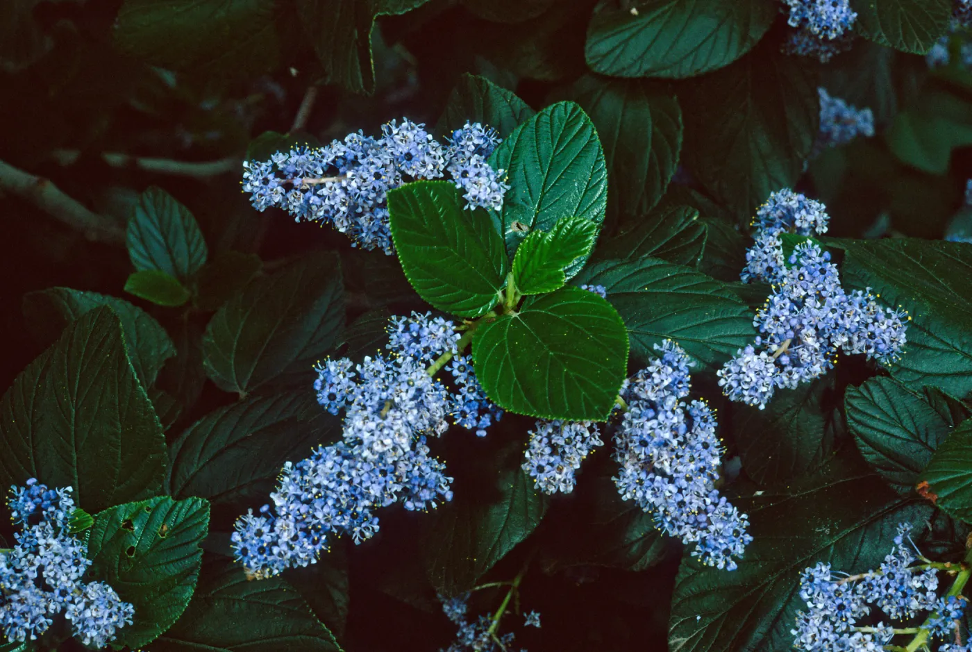 Ceanothus arboreus, Santa Barbara Botanic Garden