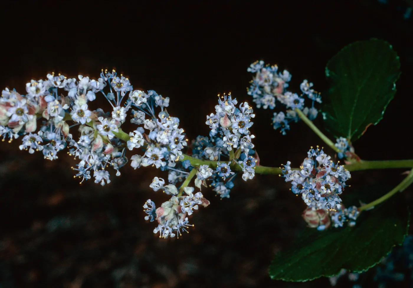 Ceanothus arboreus, Santa Barbara Botanic Garden