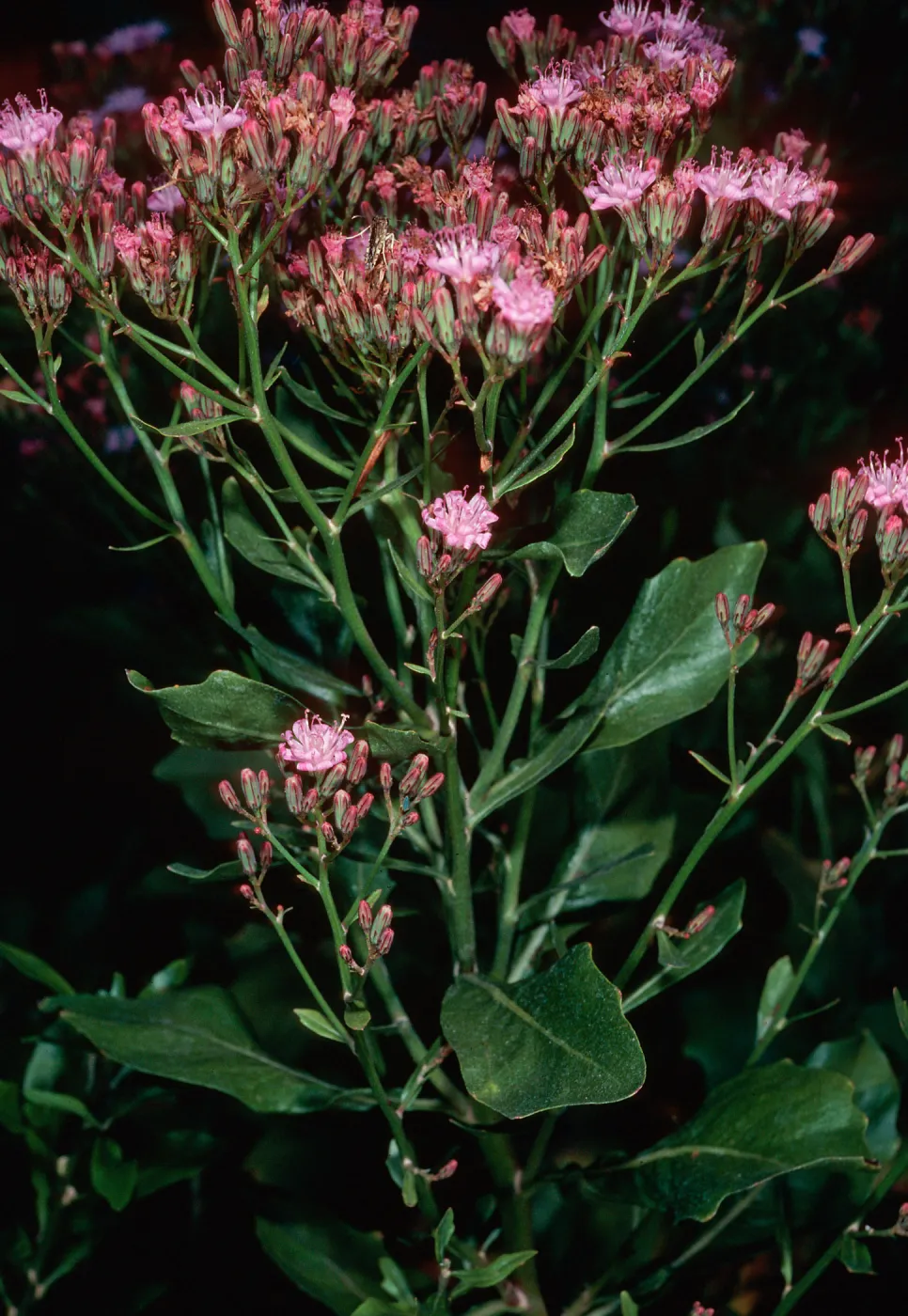 Munzothamnus blairii, Island Section, Santa Barbara Botanic Garden