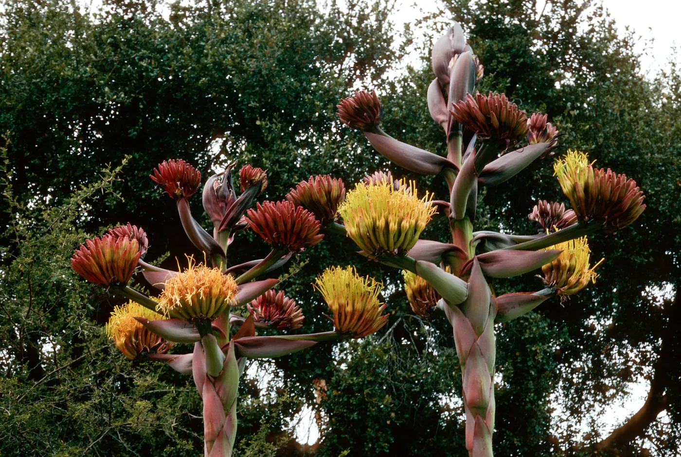 Agave shawii, Desert Section, Santa Barbara Botanic Garden