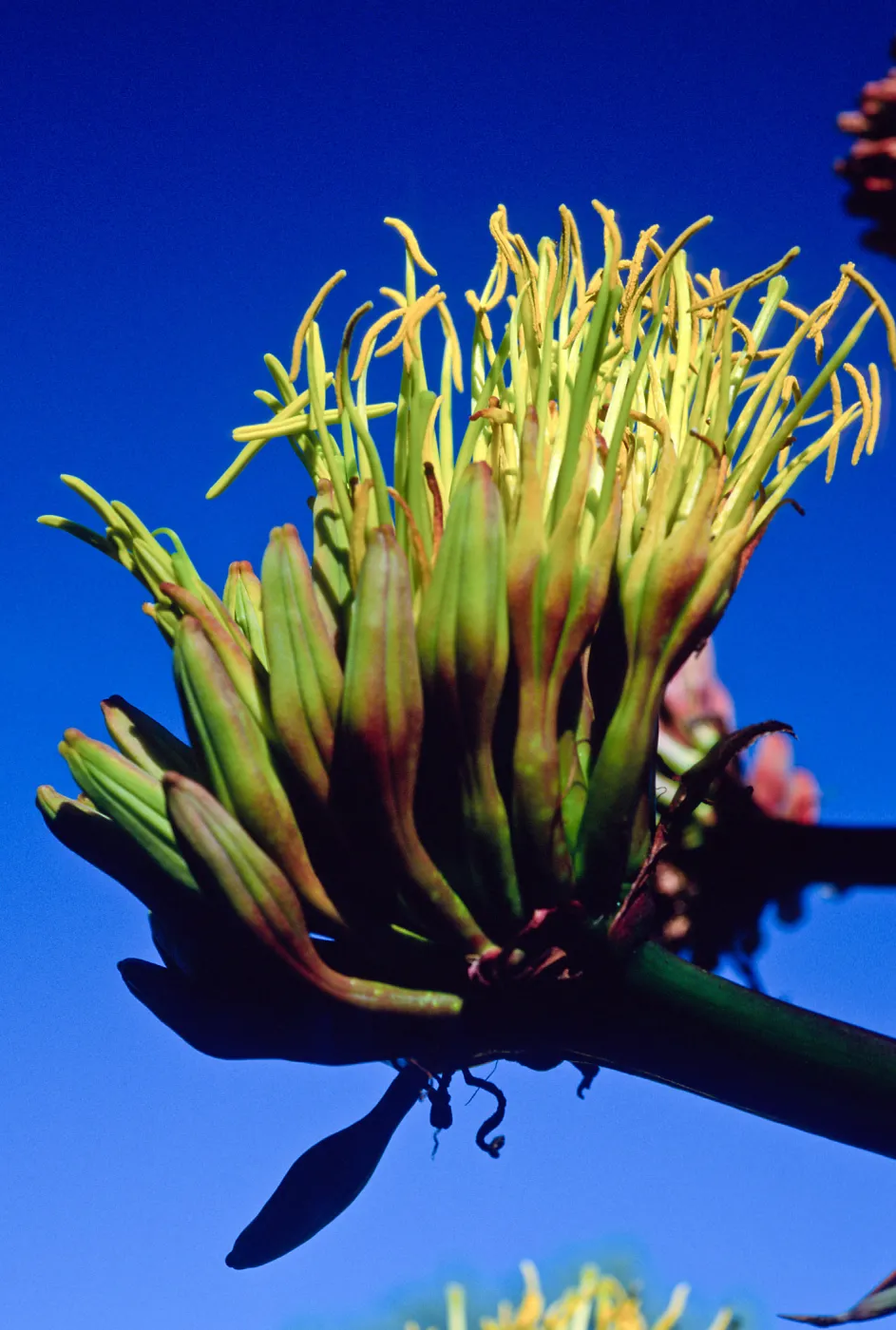 Agave shawii, Santa Barbara Botanic Garden